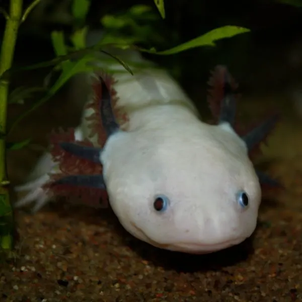 White Albino Axolotl