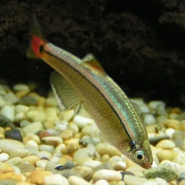 White Cloud Minnow