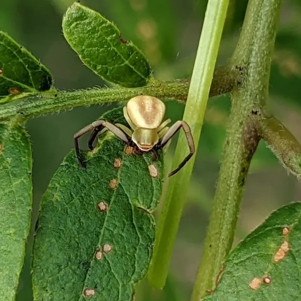 White-banded Crab Spider (Misumenoides formosipes) hanging off leaf stems in New Hudson, Michigan, USA