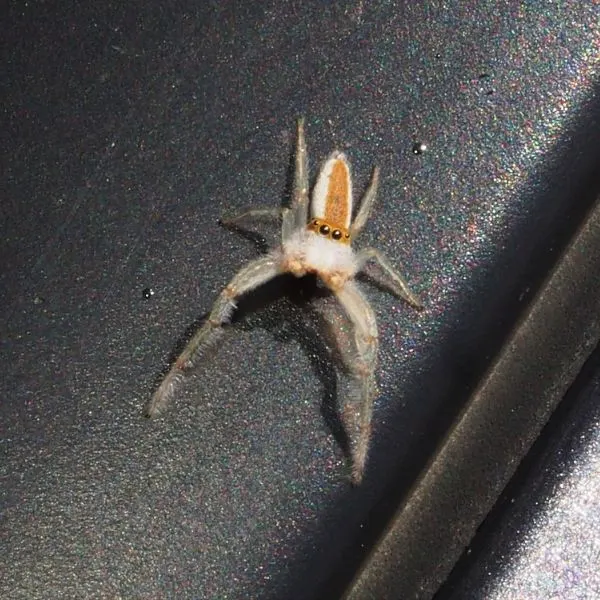 White-jawed Jumping Spider (Hentzia mitrata) on a dark surface in Michigan, USA