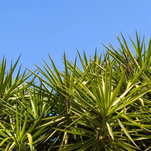 Wild Yucca plant
