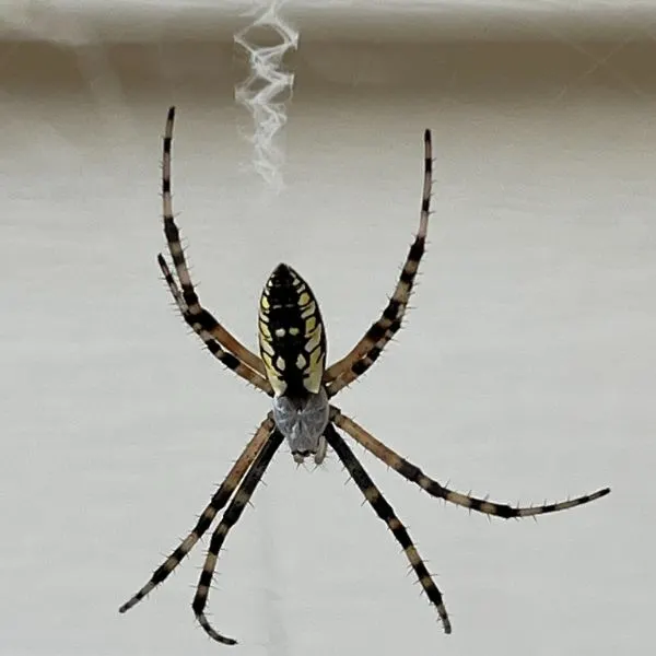 Yellow Garden Spider (Argiope aurantia) on its web at Eaton Rapids, Michigan, USA