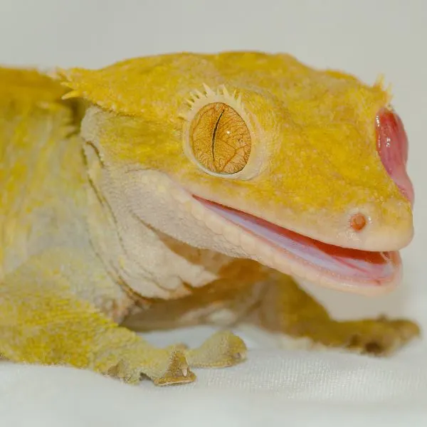 Yellow crested gecko licking its eye