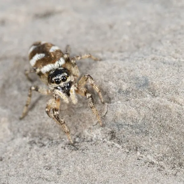 Zebra Jumping Spider (Salticus scenicus) on a rocky surface at Grand Transverse County, Michigan, USA