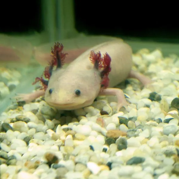 axolotl at the bottom of its tank on rocks
