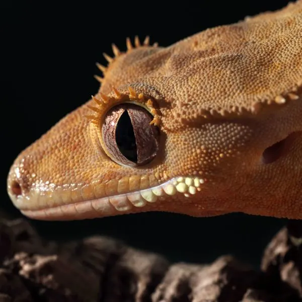 close-up of the side of a crested gecko
