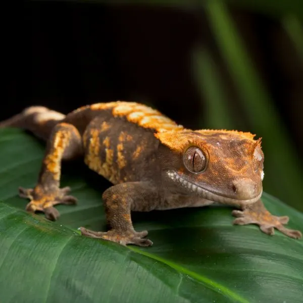 crested gecko sitting on a leaf