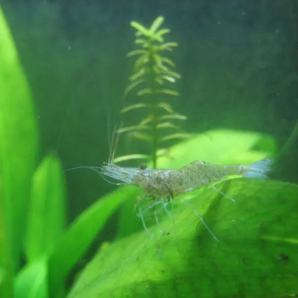 ghost shrimp on a leaf in its tank