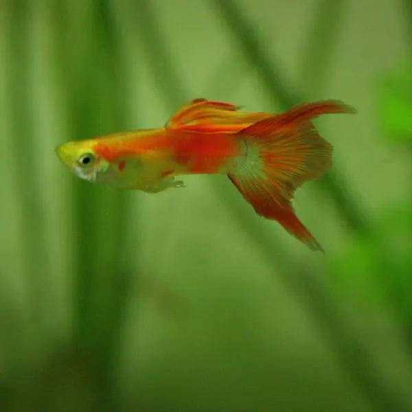 guppy in the aquarium