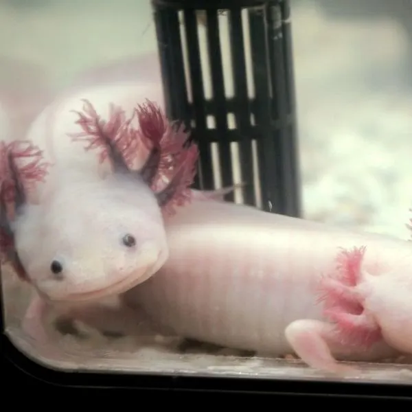 two axolotls at the bottom of a tank together
