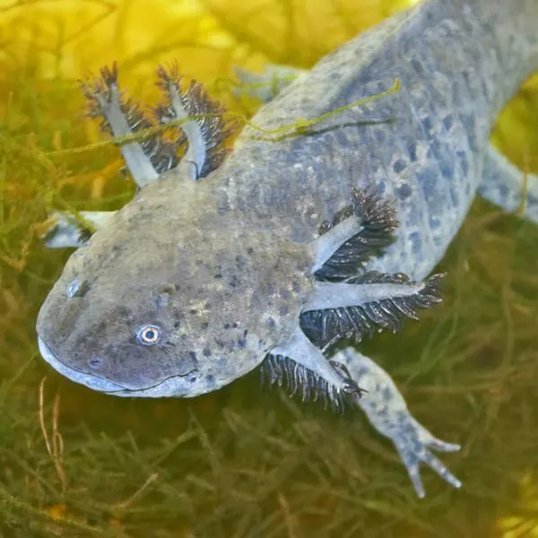 A wild axolotl in aquatic vegetation