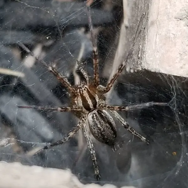 American Grass Spider (Agelenopsis spp.) on its web in a concrete corner in Viola, New York, USA