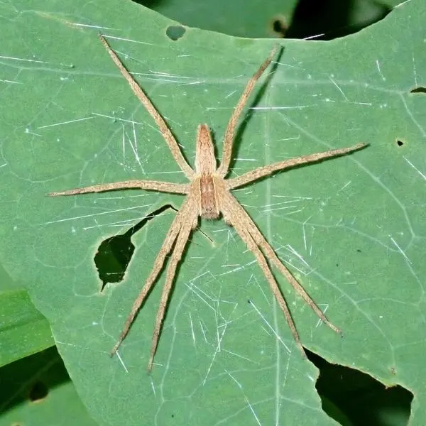 American Nursery Web Spider (Pisaurina mira) on a large leaf on Staten Island, New York, USA