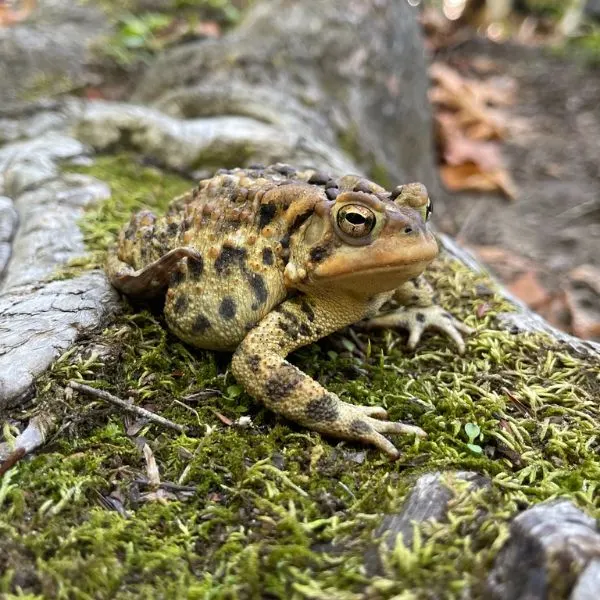 American Toad (Anaxyrus americanus) on a rock with greens growth on it in Huntington, Massachusetts, USA