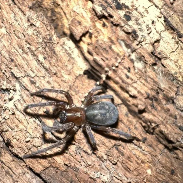 Black Laceweaver (Amaurobius ferox) on wood in Syracuse, New York, USA