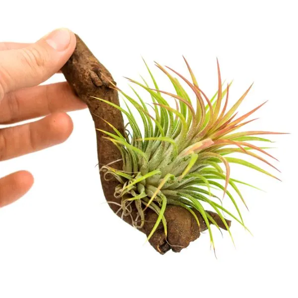 Blushing Bride (Tillandsia Ionantha)