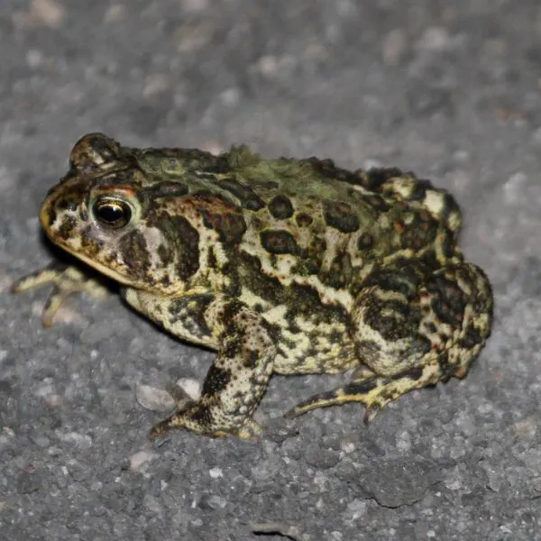 Canadian Toad (Anaxyrus hemiophrys) on concrete with moss on its back in Grand Forks, North Dakota, USA