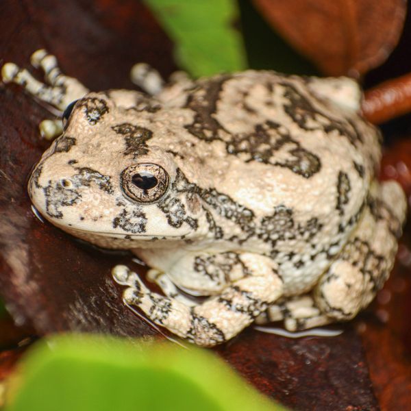 Canyon Tree Frog (Dryophytes arenicolor) on set branches at Coronado National Forest, Arizona, USA