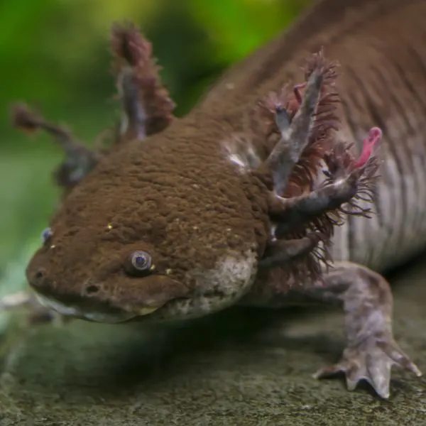 Close-up of a brown purple silly axolotl