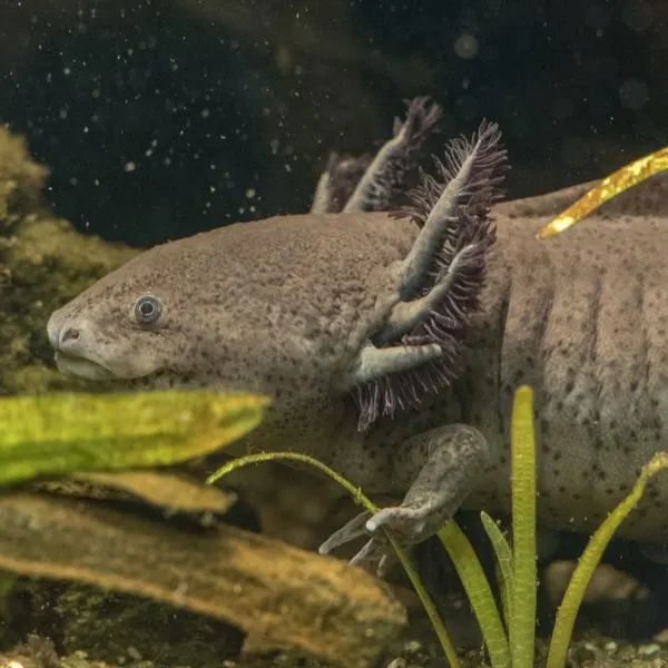 Close up of dark axolotl with purple antenna