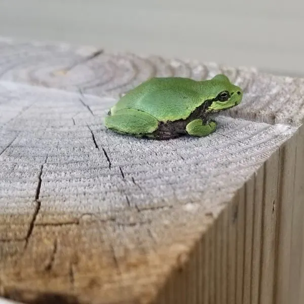 Cope's Gray Treefrog (Hyla chrysoscelis) on a wooden slab in Sargent County, North Dakota, USA