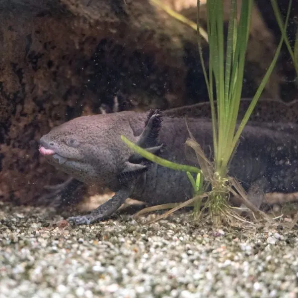 Cute black axolotl sticking its tongue out