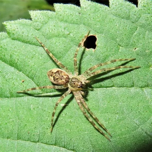 Dark Fishing Spider (Dolomedes tenebrosus) on a leaf in Rensselaer County, New York, USA