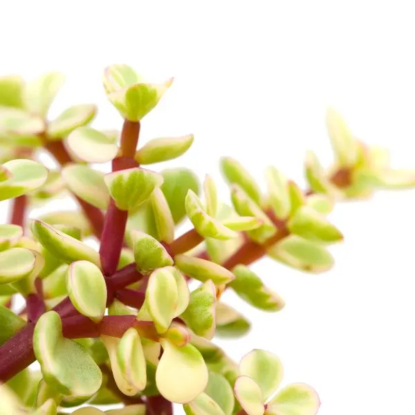 Dwarf Jade Plant (Portulacaria Afra)