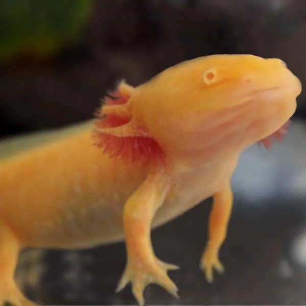 Golden Albino Axolotl peering up into its tank