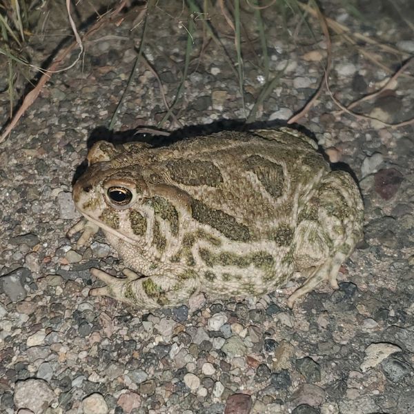Great Plains Toad (Anaxyrus cognatus) on rocky ground near grass in San Simon, Arizona, USA