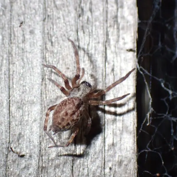 Grey House Spider (Badumna longinqua) on wood in web in Clatsop County, Oregon, USA