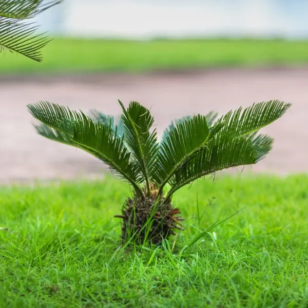 Japanese Sago Palm (Cycas Revoluta)