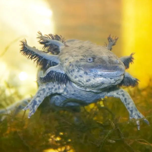 Large Dark Speckled Axolotl swimming in its tank