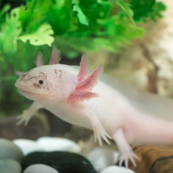 Little axolotl swimming in its aquarium