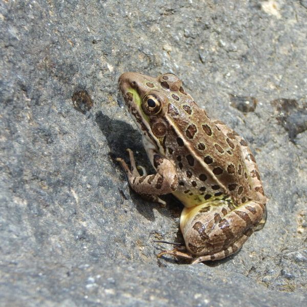 Lowland Leopard Frog (Lithobates yavapaiensis) on a rock in Tucson, Arizona, USA
