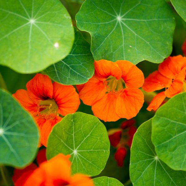 Nasturtiums (Tropaeolum Majus)