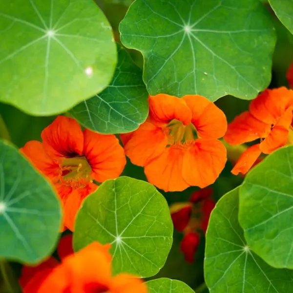 Nasturtiums (Tropaeolum Majus)