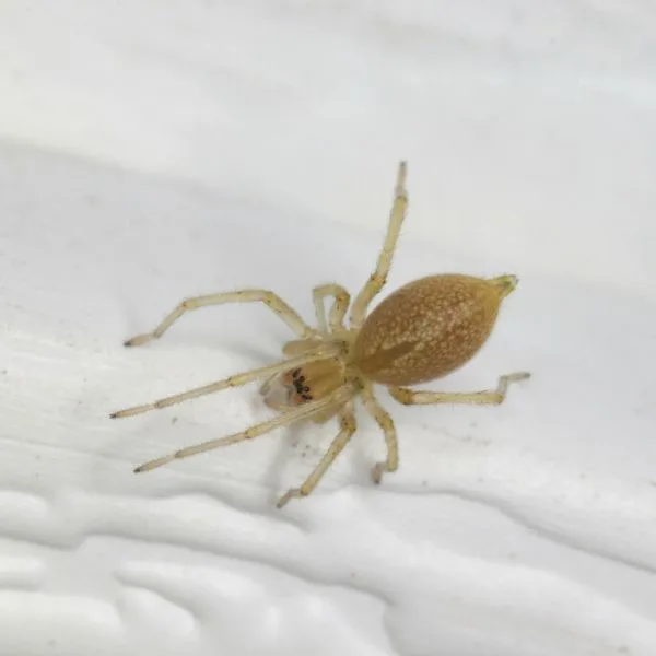 Northern Yellow Sac Spider (Cheiracanthium mildei) walking on a white wall in Tompkins County, New York, USA