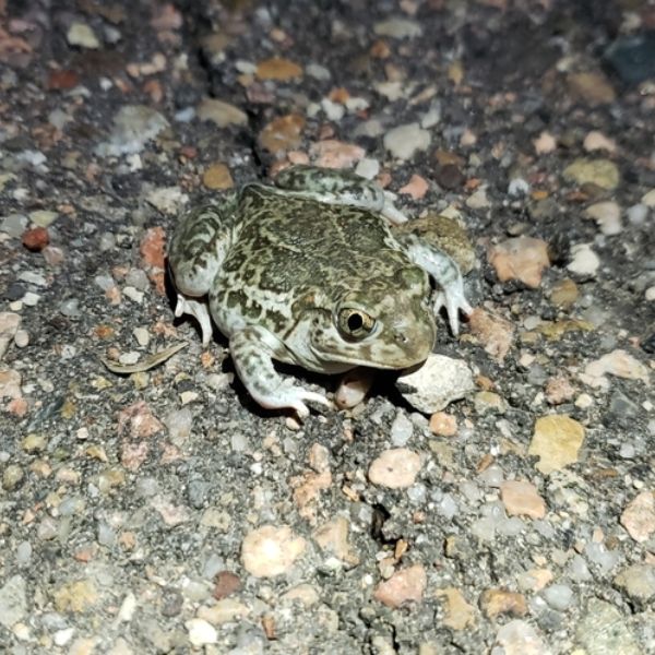 Plains Spadefoot (Spea bombifrons) on a rocky surface in Logan County, Kansas, USA