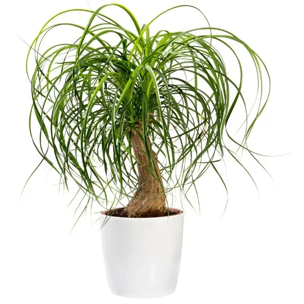 Ponytail Palm (Beaucarnea Recurvata)