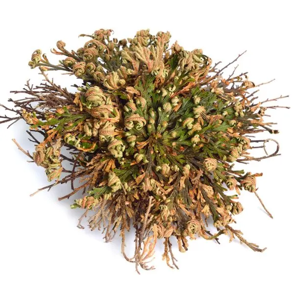 Resurrection Plant (Selaginella Lepidophylla)