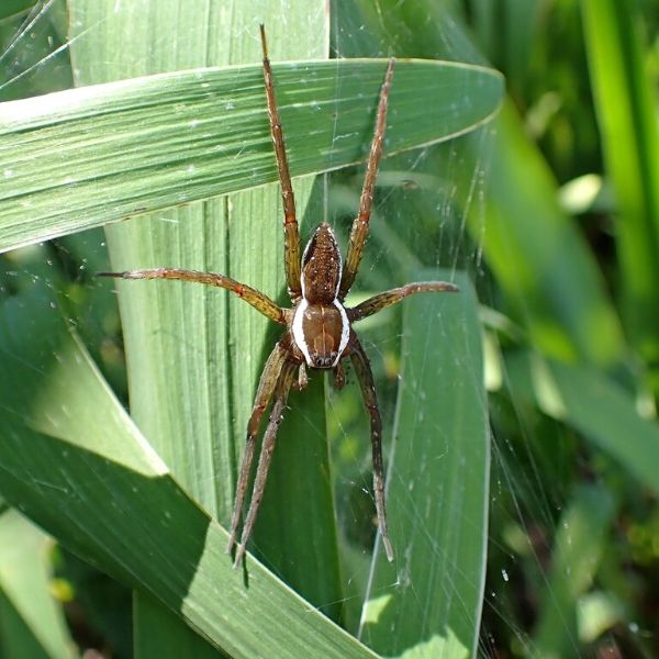 Six-spotted Fishing Spider (Dolomedes triton) on its web tangled in long grass on Staten Island, New York, USA