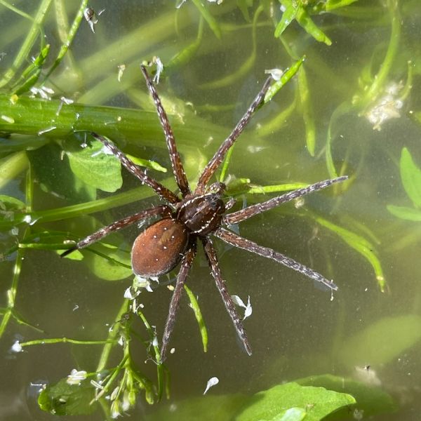 Six-spotted Fishing Spider (Dolomedes triton) walking on vegetated water in Carmen, Arizona, USA