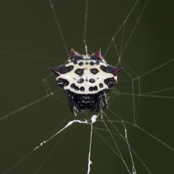 Spinybacked Orbweaver (Gasteracantha cancriformis) on its web in Abbeville County, South Carolina, USA