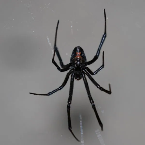 Western Black Widow (Latrodectus hesperus) hanging on its web in Roseburg, Oregon, USA