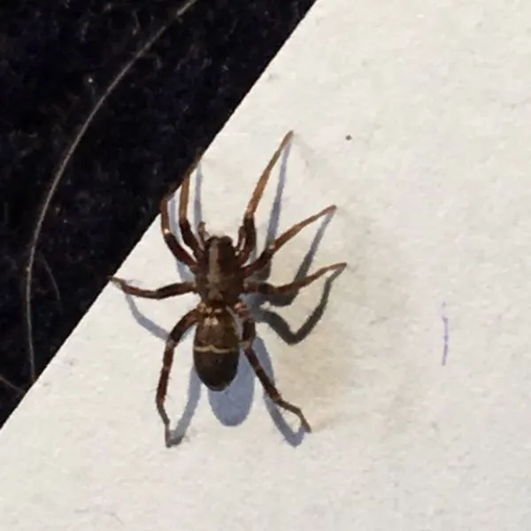 Western Parson Spider (Herpyllus propinquus) on a white wall in Eugene, Oregon, USA