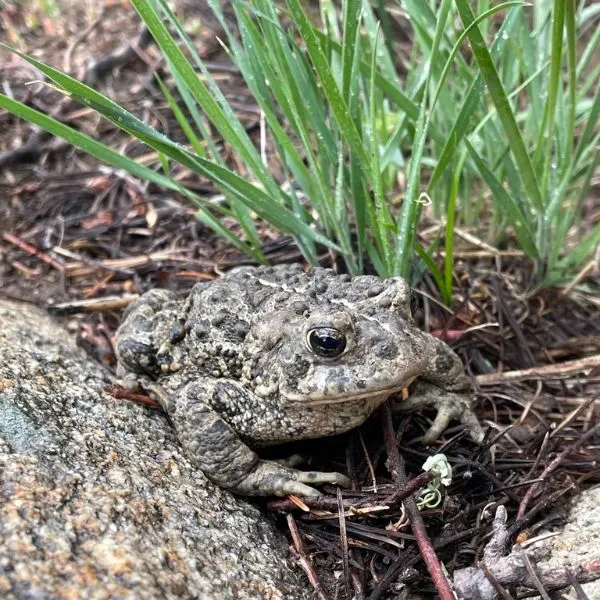 Western Toad (Anaxyrus boreas) in sticks, rocks, and grass in Spring Creek, Nevada, USA
