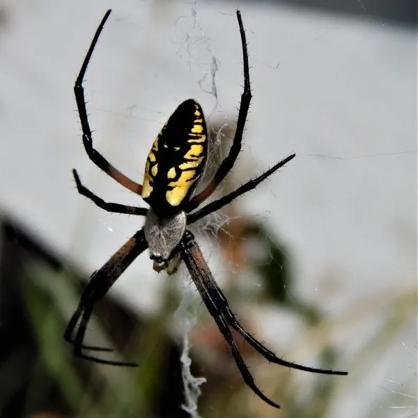Yellow Garden Spider (Argiope aurantia) on its web in Vernonia, Oregon, USA