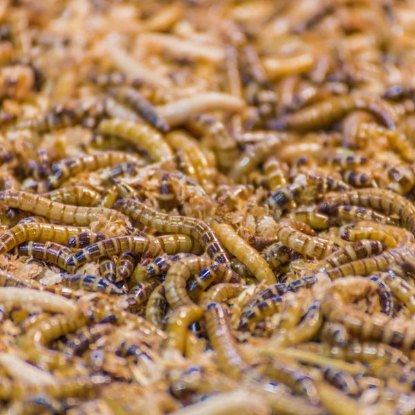A bunch of Superworms