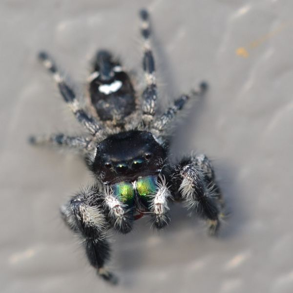 Bold Jumping Spider (Bold Jumping Spider (Phidippus audax) on a grey background in Hawaii County, Hawaii, USA